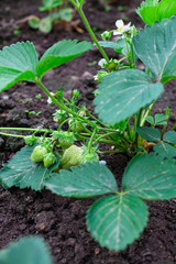 Unripe strawberries are growing on a branch