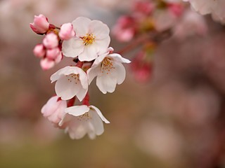 Obraz premium 水無瀬川の荘川桜