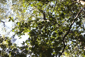 tree in spring