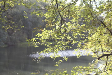 reflection of trees in water