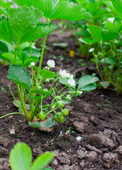 Unripe strawberries are growing on a branch