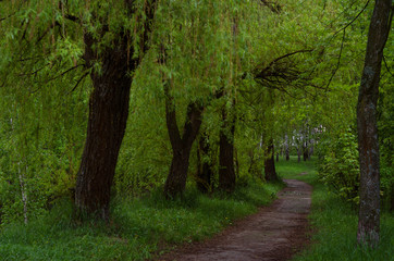 path among the trees in the spring park