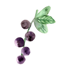 Hand painted watercolor currant clipart. Isolated on white background. Watercolor hand drawn illustration for logo