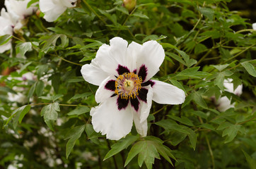 peonies bloom in the botanical garden 2
