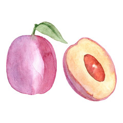 Hand painted watercolor plum clipart. Isolated on white background. Watercolor hand drawn illustration for logo