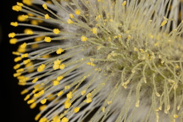 Fototapeta premium willow blossom