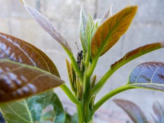 Bug climbing the plant