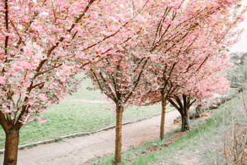 Fototapeta premium blooming pink sakura trees in spring