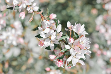 blossoming twig of Apple-tree