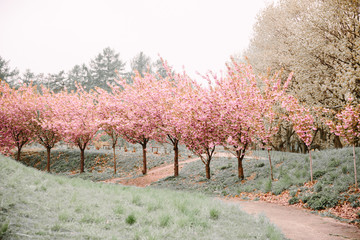 Fototapeta premium blooming pink sakura trees in spring