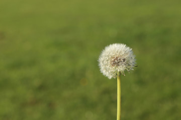 Naklejka premium Puffy dandilion seeds ready to spread on green blurred background.
