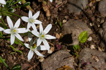 garden edelvesa bush