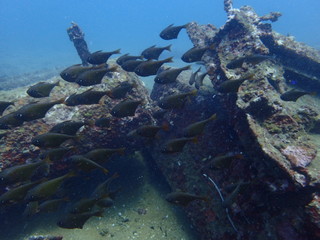 Naklejka na ściany i meble 海底の人工物に住む魚たち