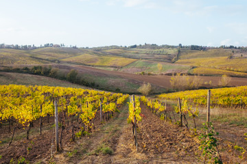 Fototapeta na wymiar Weinanbau in der Toskana
