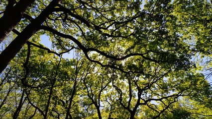 Arbres sur fond de ciel