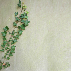 ivy climber on cement wall with space on the right.