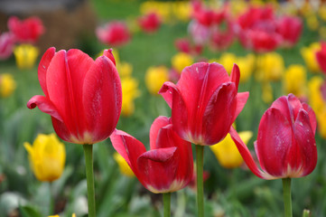 Fragrant springtime tulips in bloom