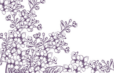 Lilac flowers Vector line art. Vintage retro old effect style illustrations