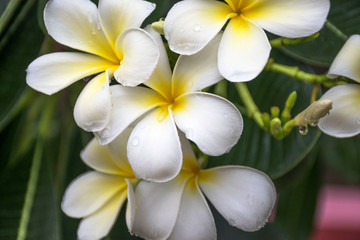 Obraz na płótnie Canvas Thai flowers
