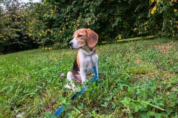 A thoughtful Beagle puppy with a blue leash on a walk in a city park. Portrait of a nice puppy.Eastern Europe.