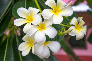 Naklejka na ściany i meble Thai flowers