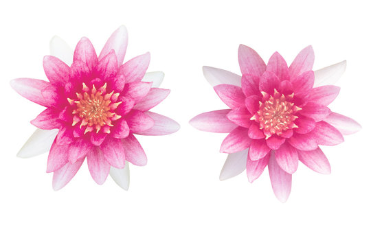Beautiful Nymphaea ‘Gloriosa’ as white background picture.flower on clipping path.