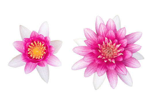 Beautiful Nymphaea ‘Gloriosa’ as white background picture.flower on clipping path.