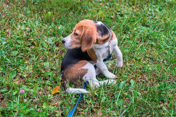A thoughtful Beagle puppy with a blue leash on a walk in a city park. Portrait of a nice puppy.Eastern Europe.