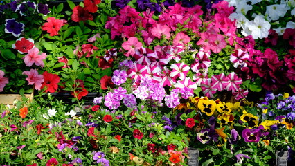 Fototapeta premium variegated daisy flowers and plants on the market