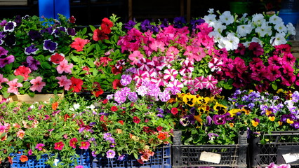 variegated daisy flowers and plants on the market