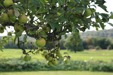 Apple tree with green fruits on branch.