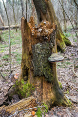 An old stump, infected by fungal plant pathogen - Polypore fungus. This species infects trees through broken bark, causing rot and continues to live on trees long after they have died, as a decomposer