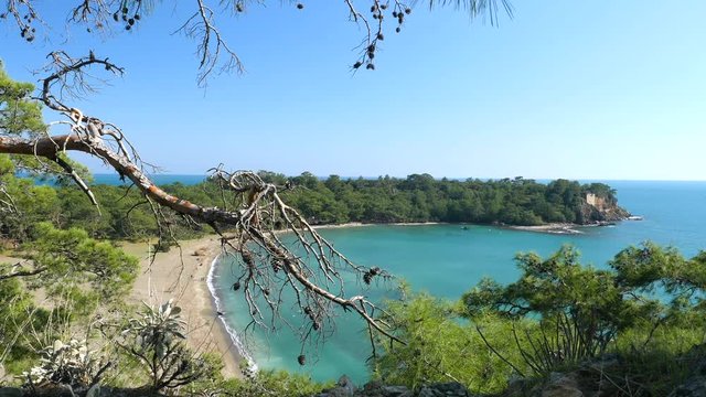 Top view through the pine bare branches from the hill to sandy wild beach