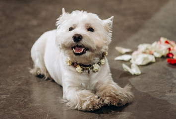 white terrier dog lying on the floor