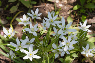 garden edelvesa bush