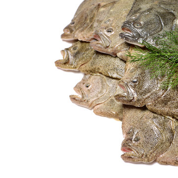 Psetta maxima (Turbot Fish) on white background