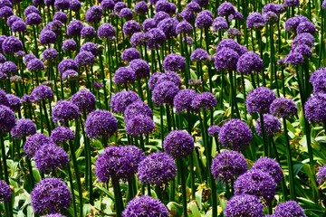 purple flowers in the garden