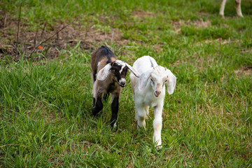 Naklejka na ściany i meble Little baby goats walking on the farm in the green grass
