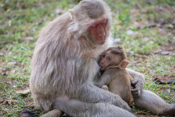 Baby monkey sucks the milk of it's mother
