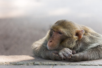 mother monkey on the side walk