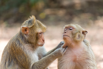 Monkeys are searching for ticks