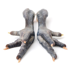 Fresh or raw black chicken feet on white background