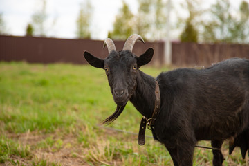 Black goat grazing on a farm in green grass