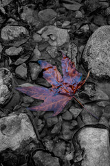 Autumn leaf in stream with B&W background