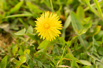 flower yellow dandelion in green grass as background or picture