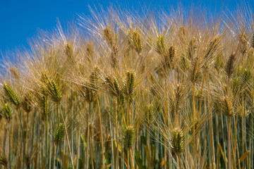 収穫間近の大麦