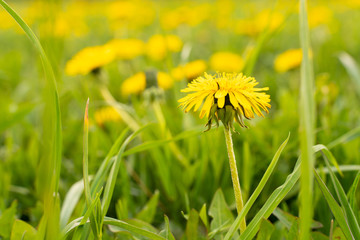 flower yellow dandelion in green grass as background or picture
