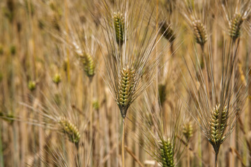収穫間近の大麦