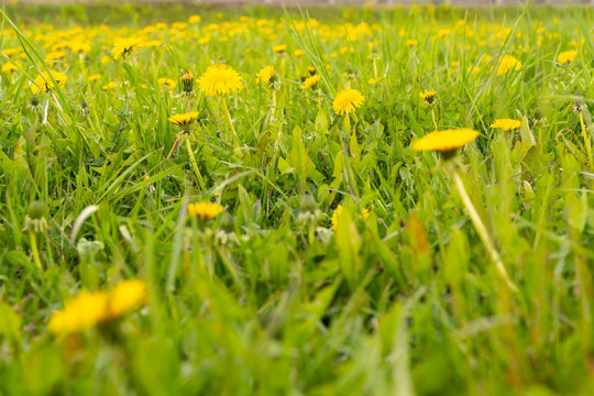 flower yellow dandelion in green grass as background or picture