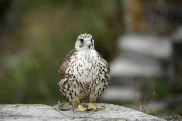 Saker Falcon sits close up